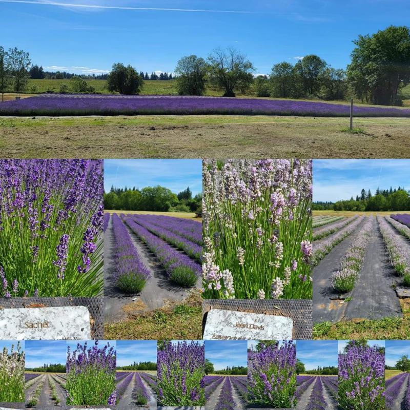 La Center Lavender Company